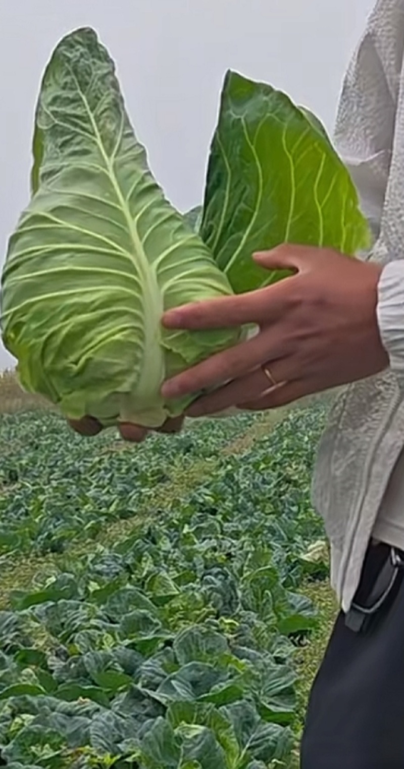 云南牛角包包菜