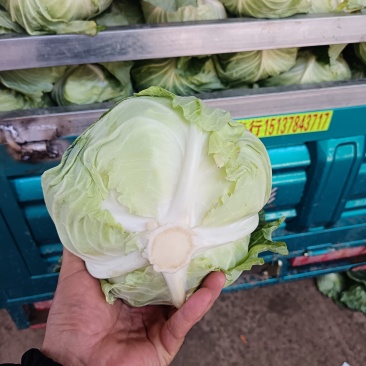 精品濹玉扁包上市，品质保证，一手货源，2-3斤