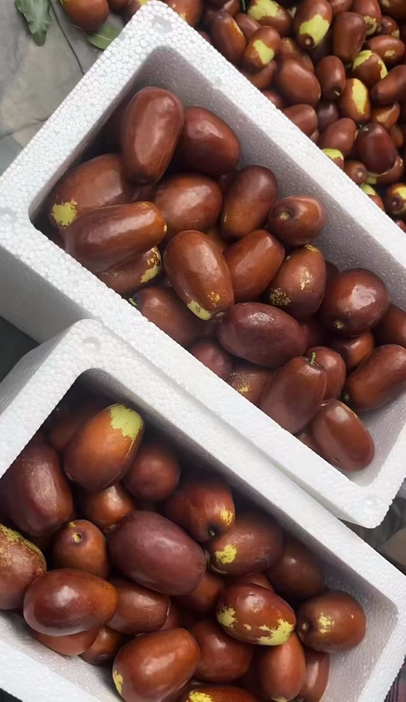 壶瓶枣
