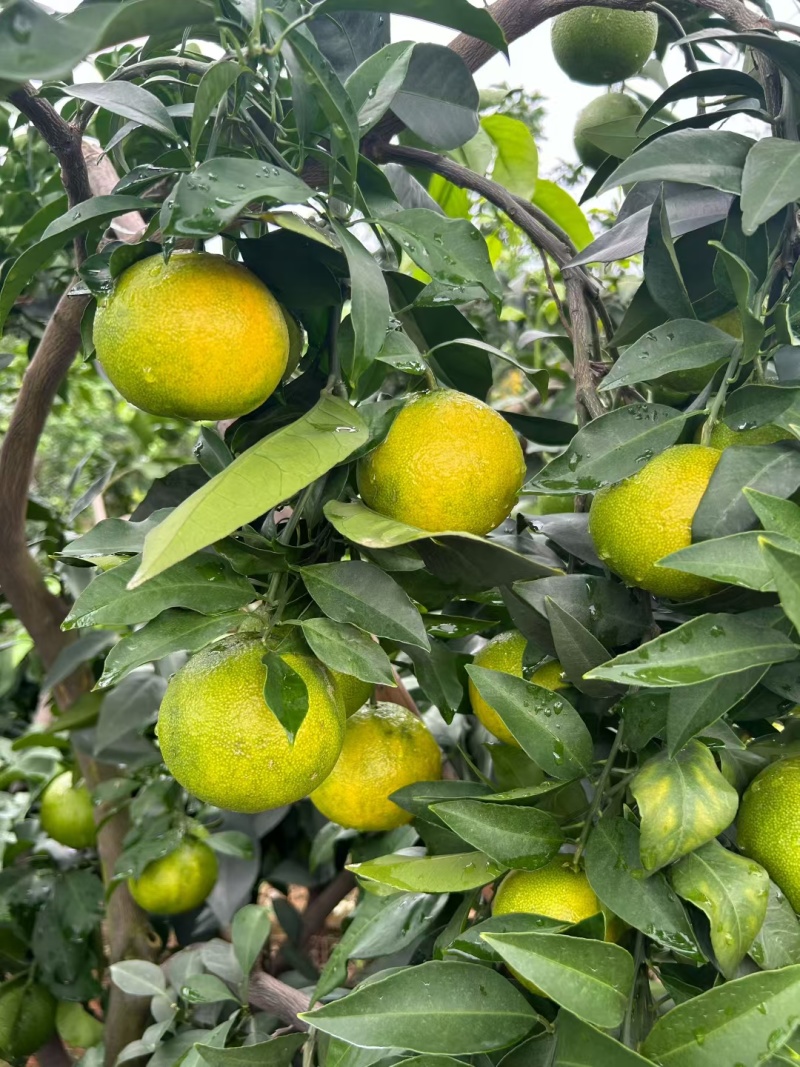 爱媛果冻橙开始接受预订