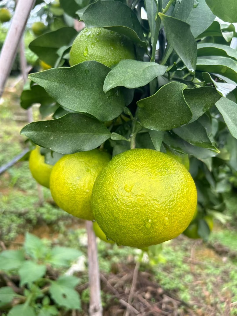 爱媛果冻橙开始接受预订