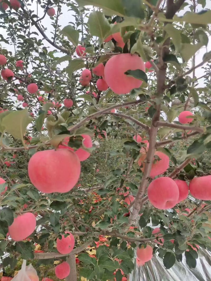 延安宜川红富士苹果