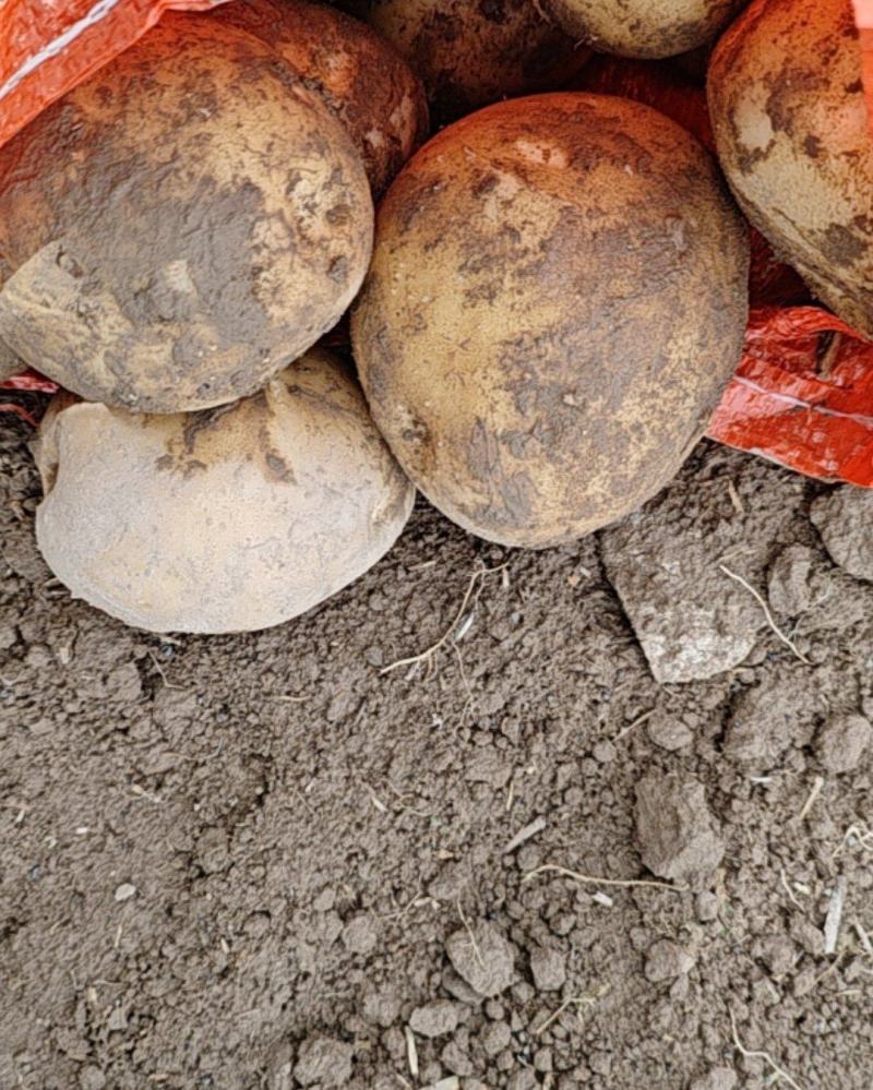 土豆