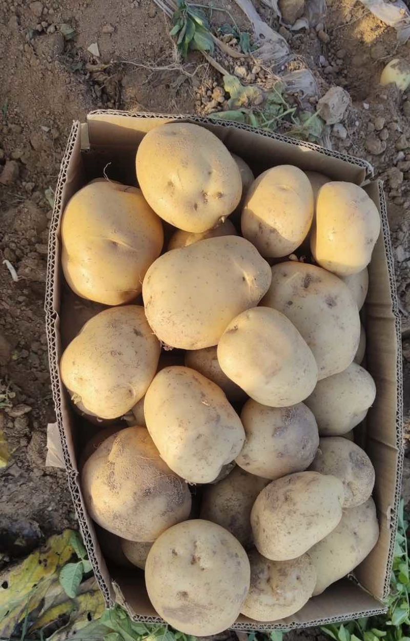 黄心土豆对接全国批发市场电商平台量大优惠欢迎☎️联系