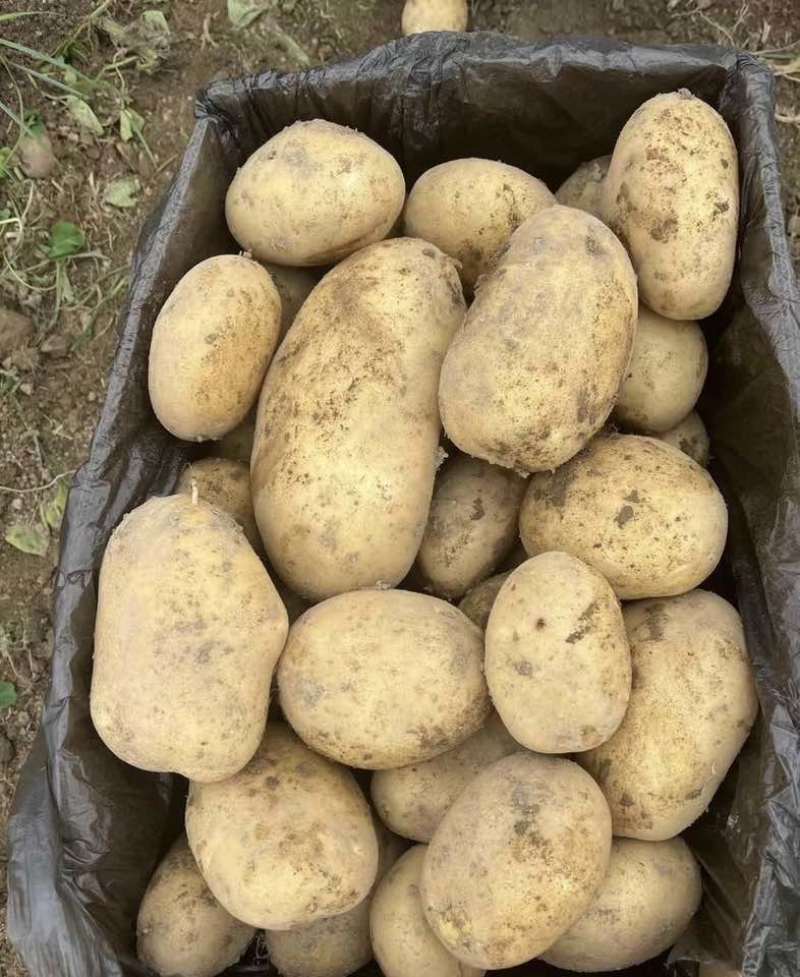 黄心土豆对接全国批发市场电商平台量大优惠欢迎☎️联系