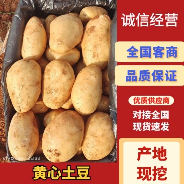 黄心土豆对接全国批发市场电商平台量大优惠欢迎☎️联系