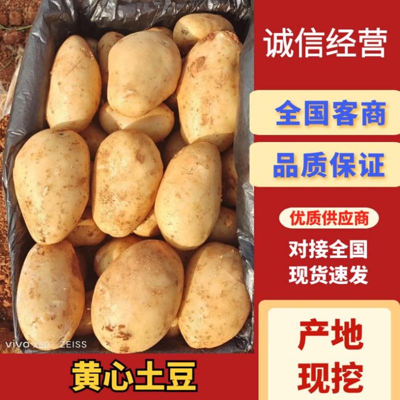 黄心土豆对接全国批发市场电商平台量大优惠欢迎☎️联系
