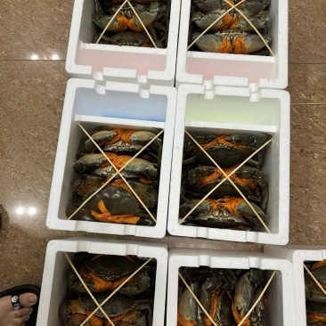 三门青蟹，8.15送礼礼盒