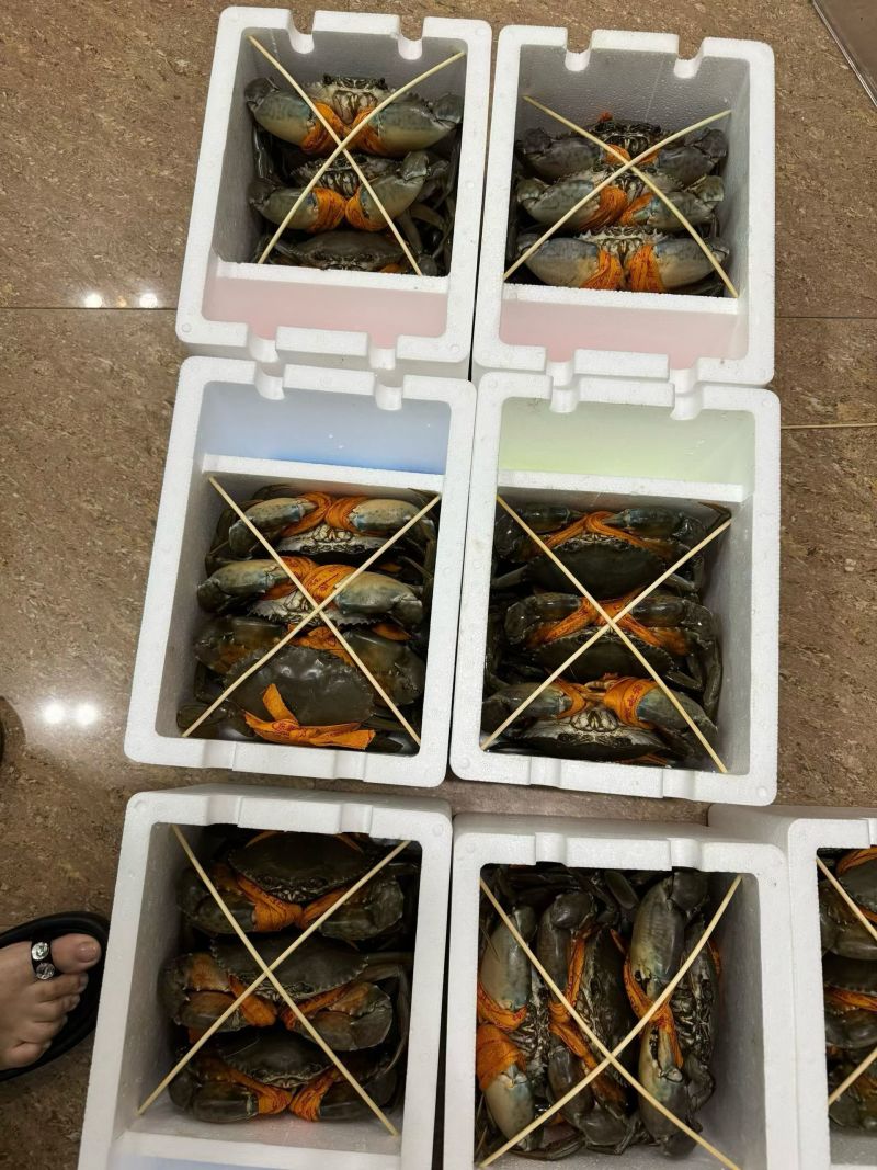 三门青蟹，8.15送礼礼盒