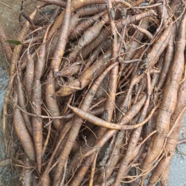 野生牛大力，不野不要钱，现存10斤左右，有需要再上山挖