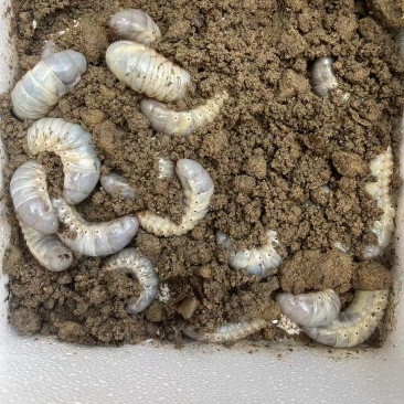 独角仙幼虫