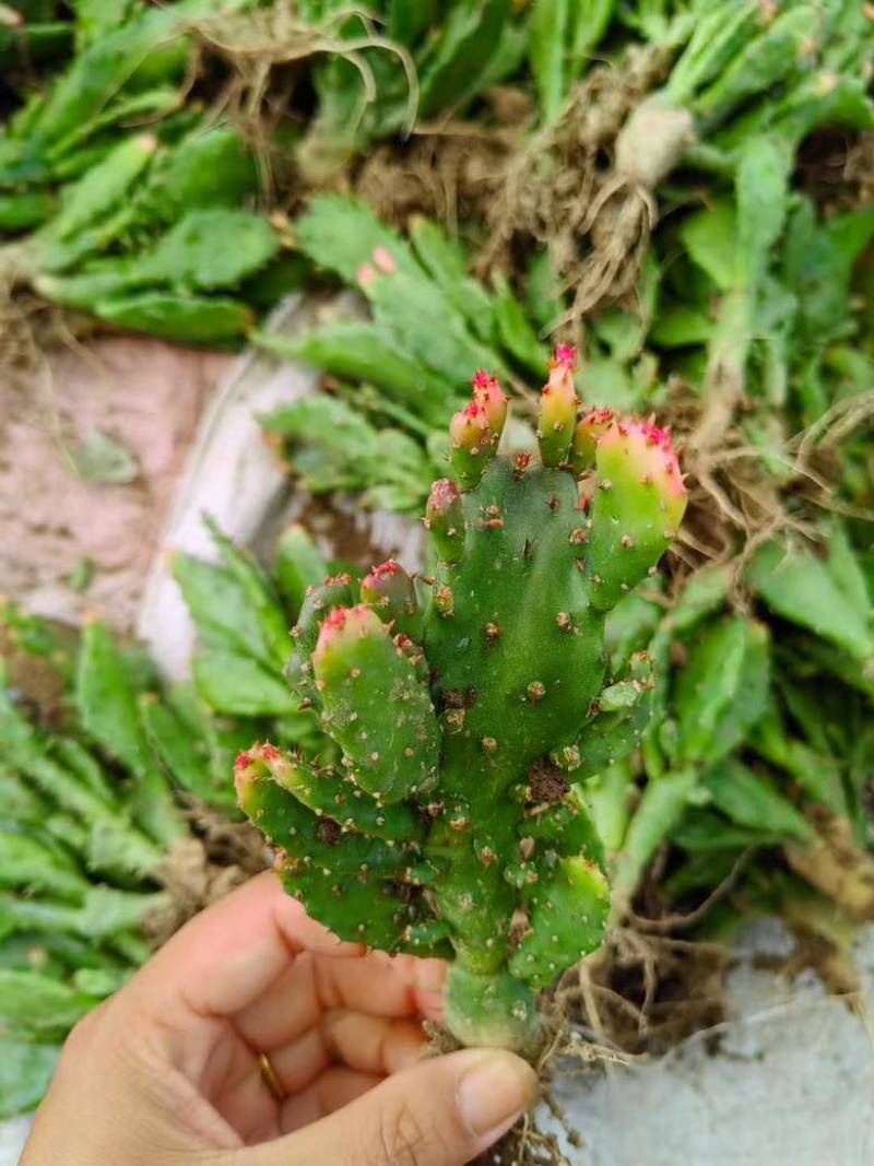 千手观音仙人掌带花苞🌵自己种的低价出售