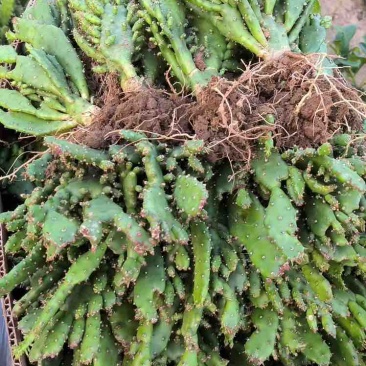 千手观音仙人掌带花苞🌵自己种的低价出售