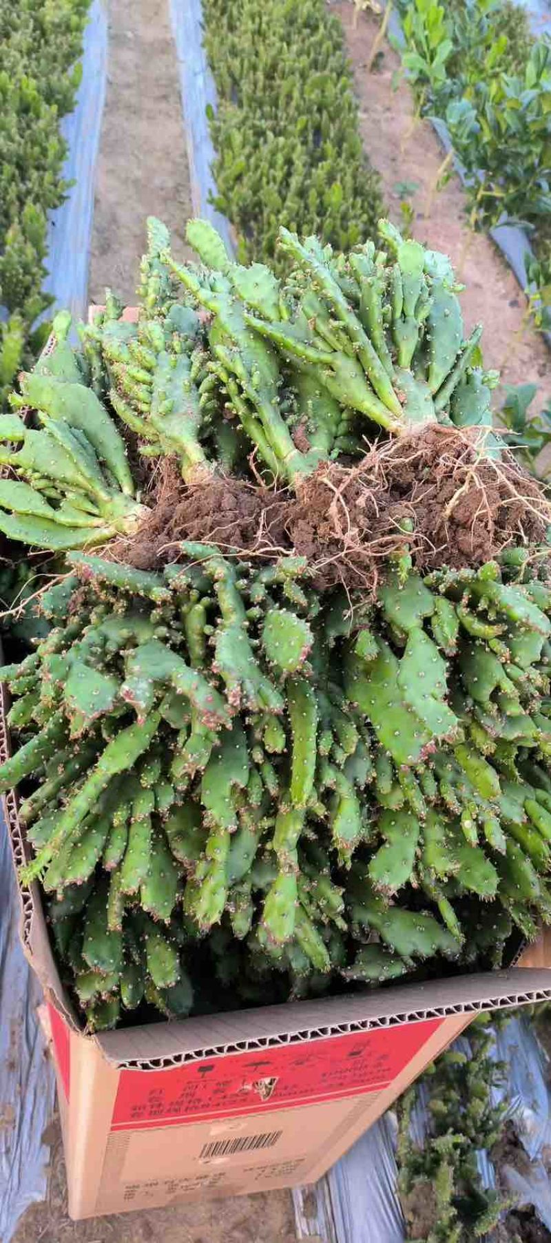千手观音仙人掌带花苞🌵自己种的低价出售