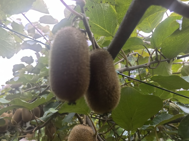 贵长猕猴桃