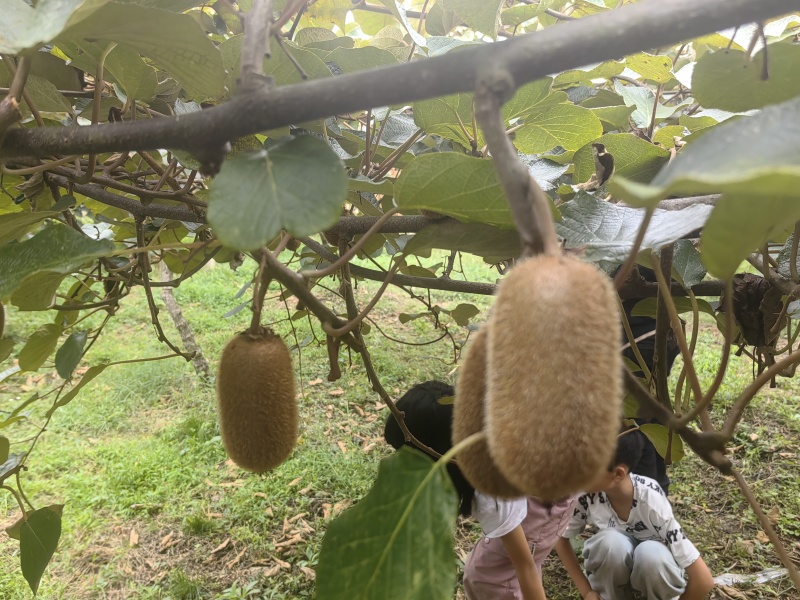 贵长猕猴桃