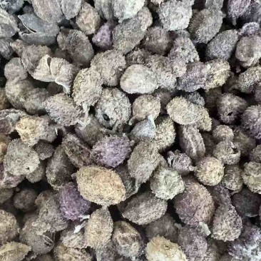 干阳春砂仁一手货