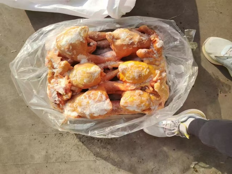 黄脚公鸡