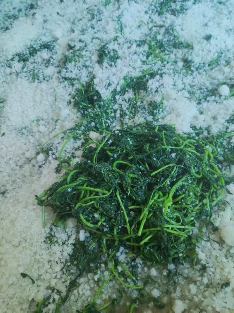半成品腌制雪里红15斤/箱