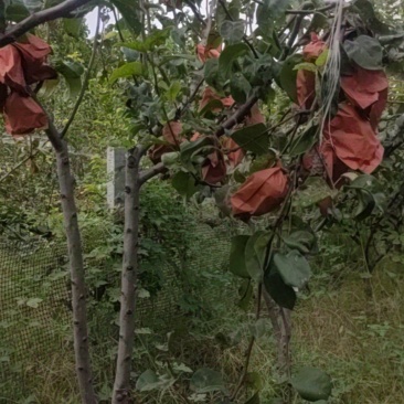 河南秋月梨