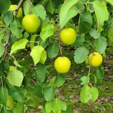 鸭广梨