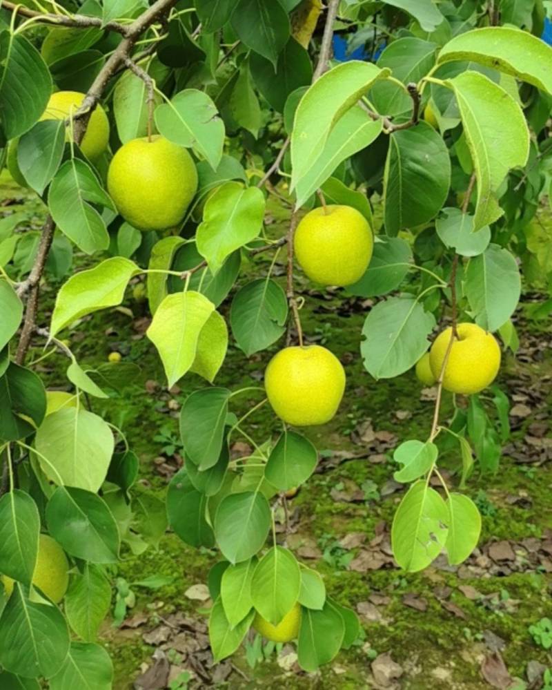 鸭广梨