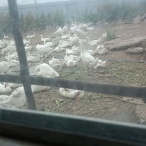 大鹅