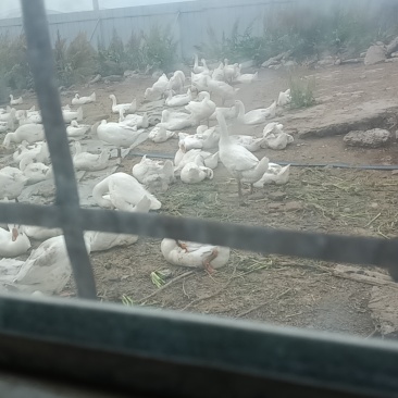 大鹅