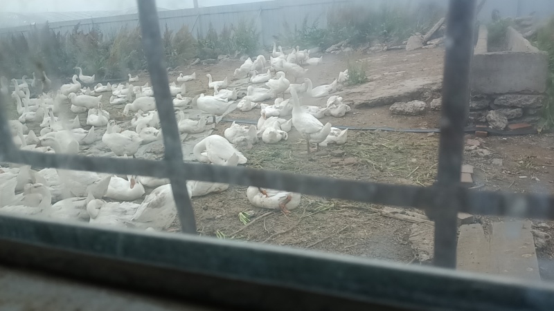 大鹅