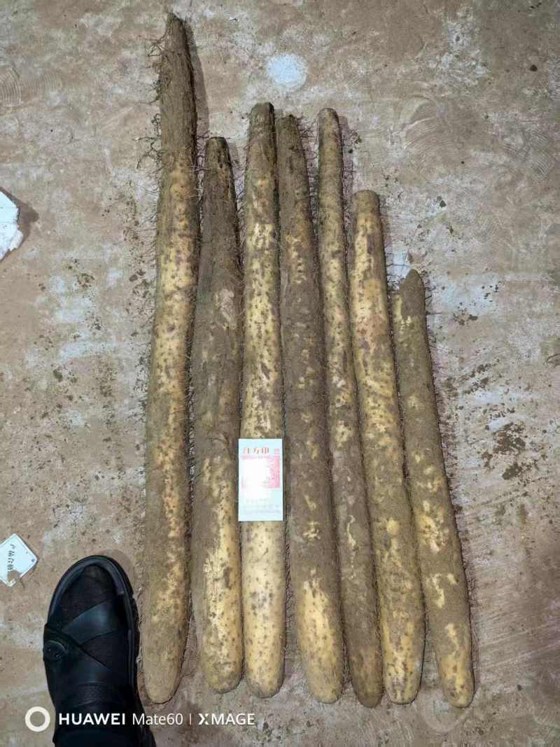 银川白玉
