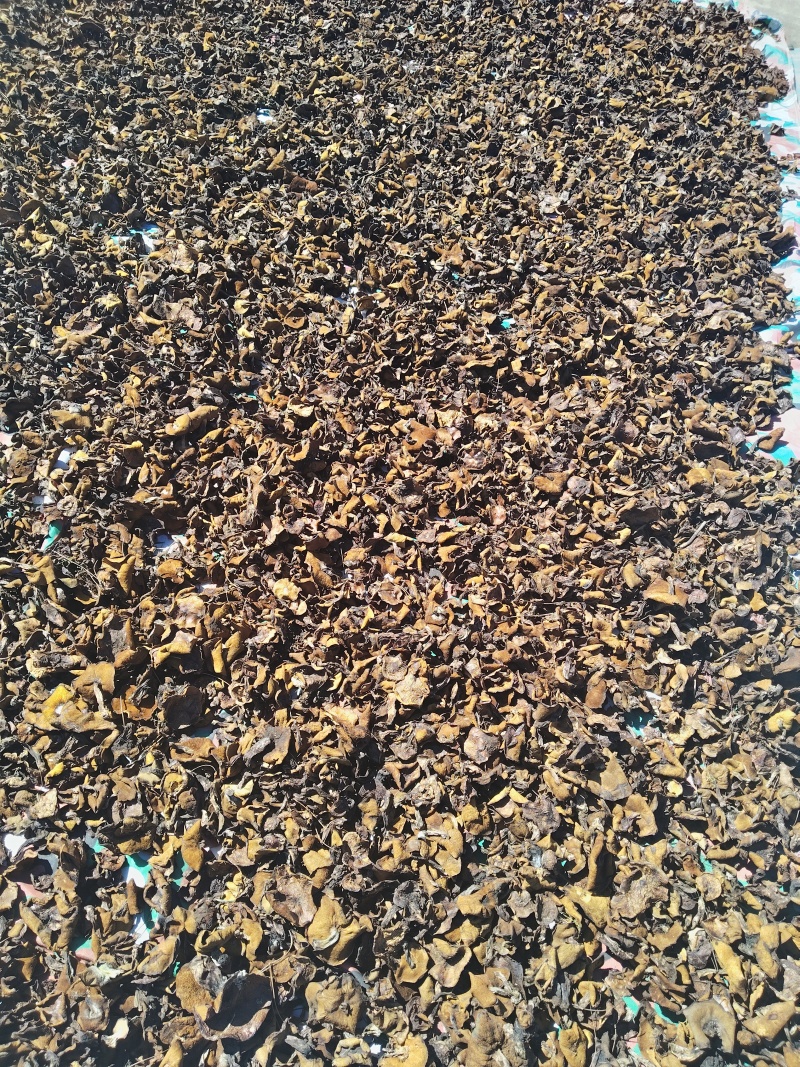 东北松膜桶货。