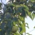 苹果梨
