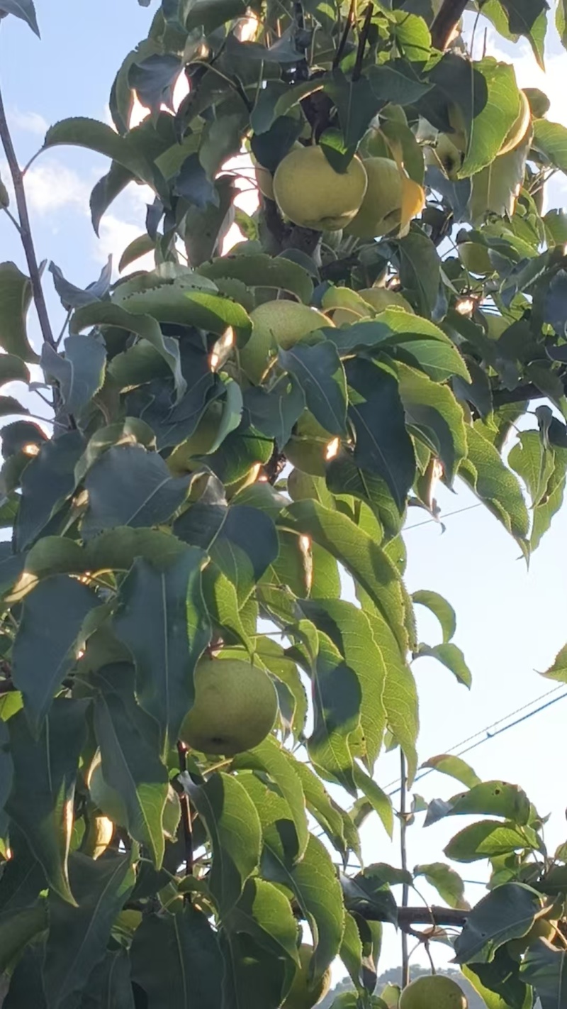 苹果梨