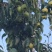 苹果梨