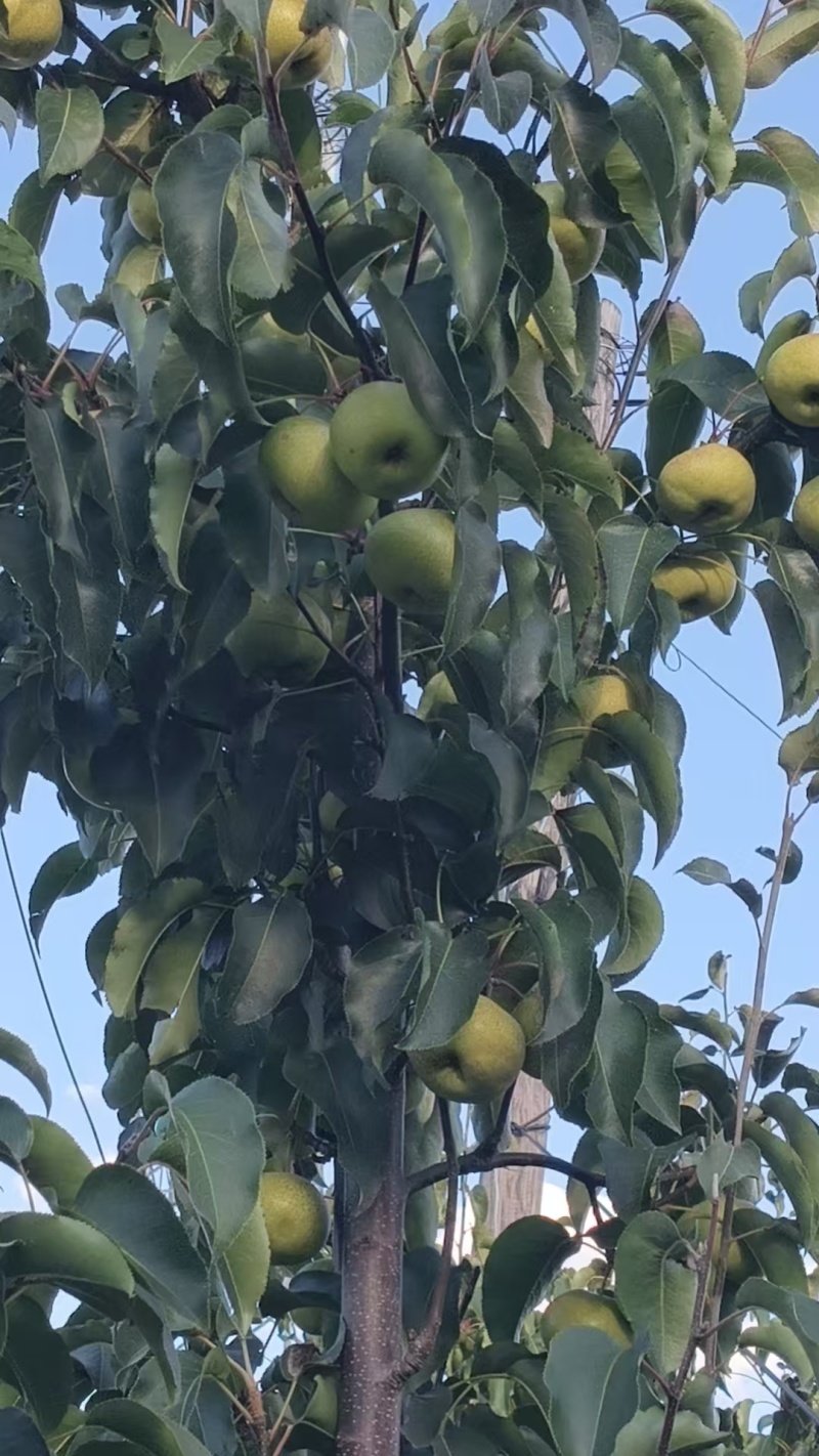 苹果梨
