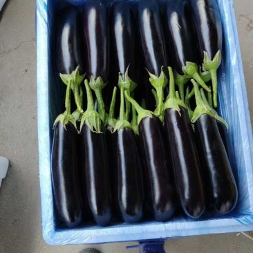 山东菏泽精品长茄，烧烤茄子，本基地种植200多亩，