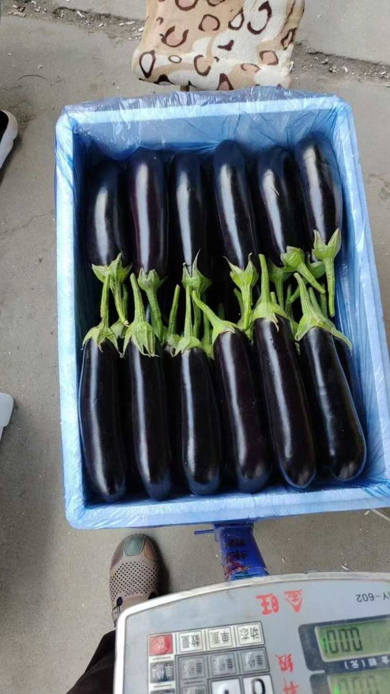 山东菏泽精品长茄，烧烤茄子，本基地种植200多亩，