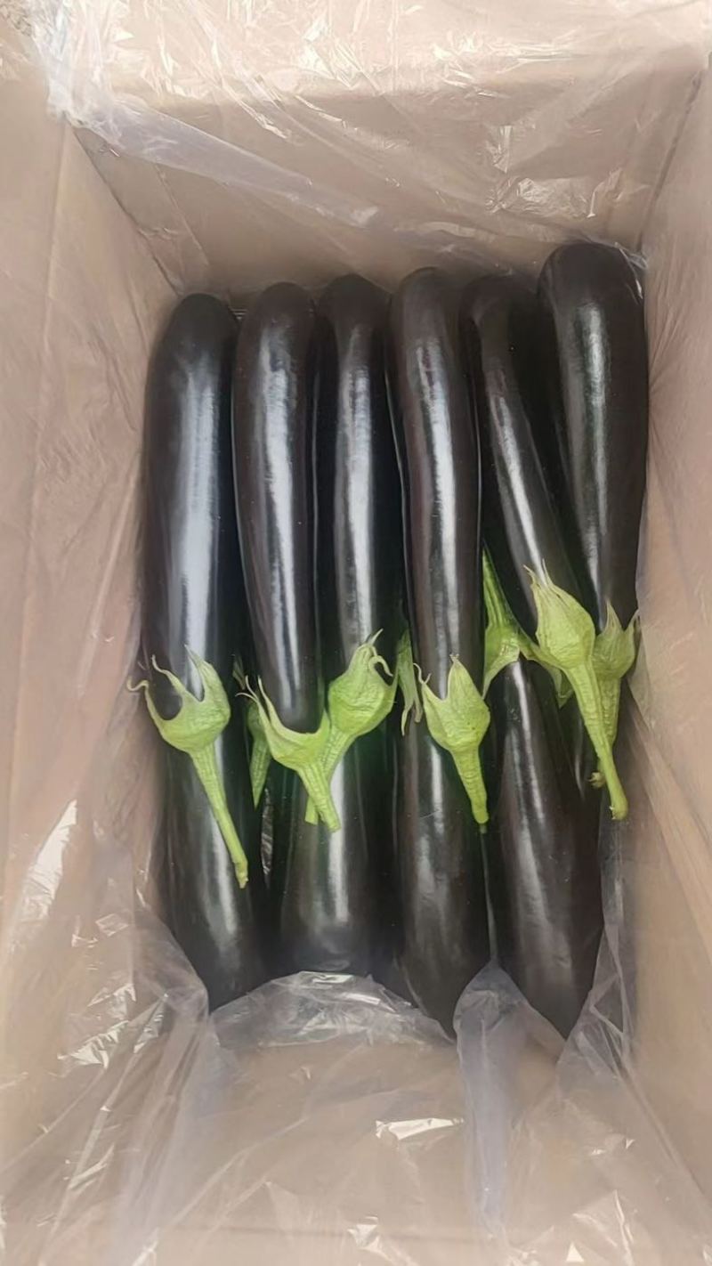 山东菏泽精品长茄，烧烤茄子，本基地种植200多亩，