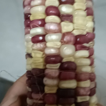 彩糯玉米干粒