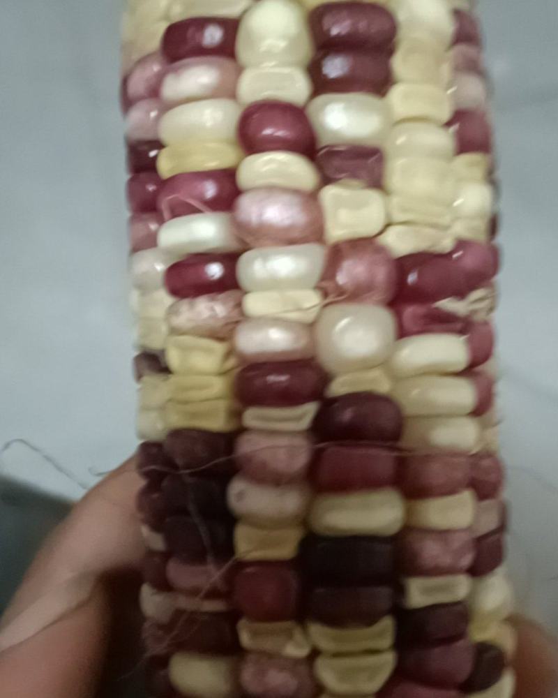 彩糯玉米干粒
