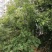 2颗西柚树，1颗石榴树
