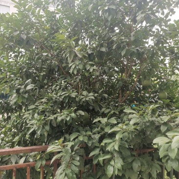 2颗西柚树，1颗石榴树