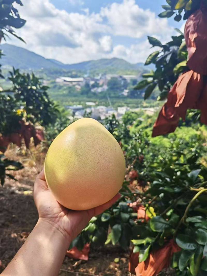 蜜柚