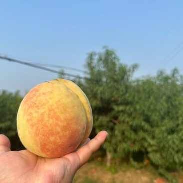 蓬仙十三
