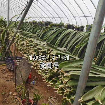 软枝大红红心火龙果苗