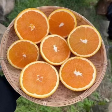 九月红原产地直销，接受实地考察，发送样品品尝，现摘现发不打蜡