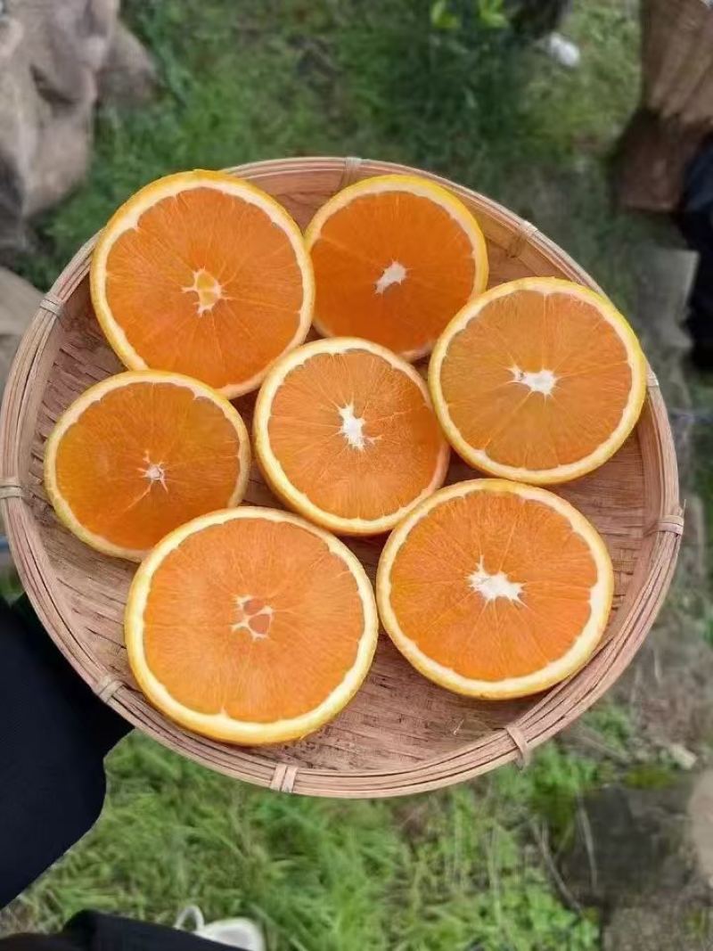 九月红原产地直销，接受实地考察，发送样品品尝，现摘现发不打蜡