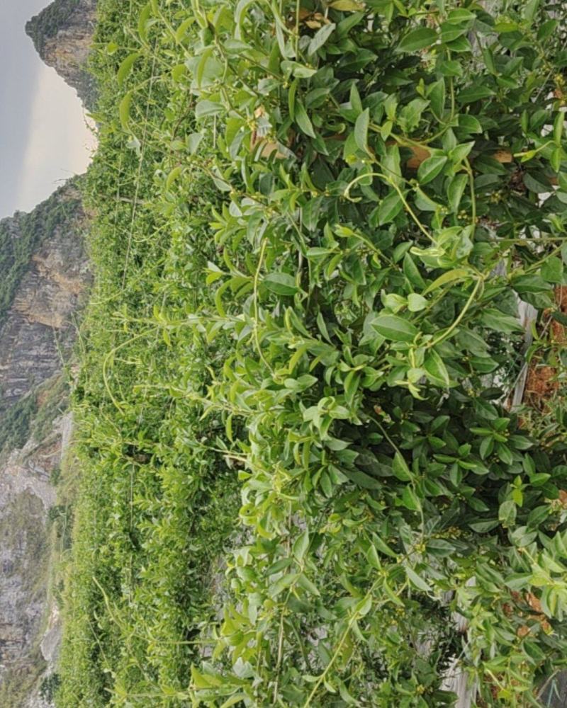 匙羹藤叶干货