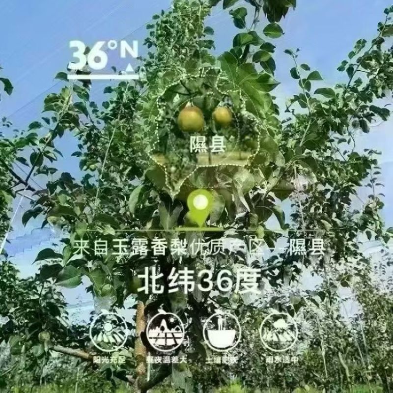 隰县玉露香