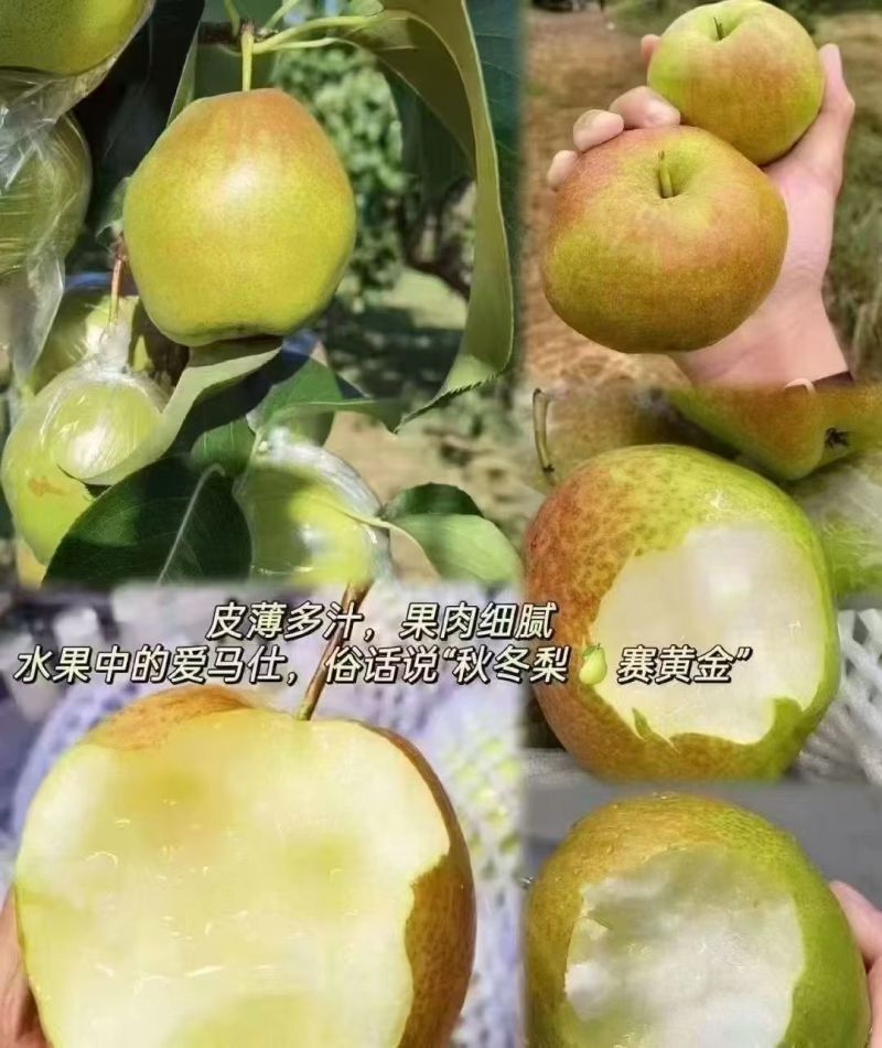 隰县玉露香